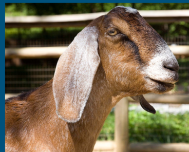 <ul><li><p>Diary Breed</p></li><li><p><strong>English breed</strong></p></li><li><p>Ctf goats <span data-name="goat" data-type="emoji">🐐</span> </p></li><li><p><strong>highest % butterfat</strong></p></li><li><p>large variety of color</p></li><li><p><strong>Roman nose and long ears</strong></p></li></ul>