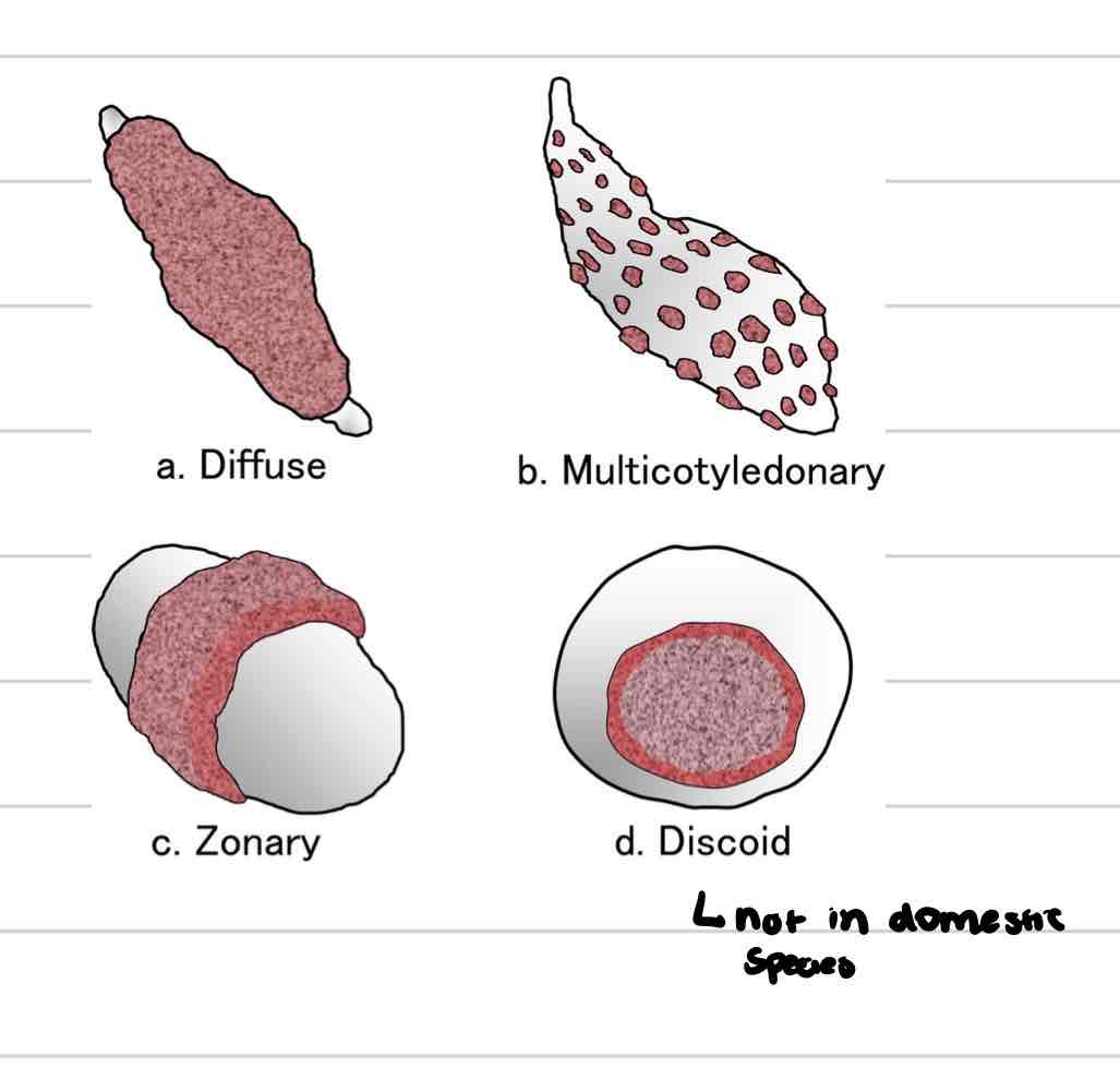 <ul><li><p>Villi in scattered patches (cotyledons) across chorion</p></li><li><p>Associated with maternal caruncles found on uterine endometrium</p></li><li><p>ruminants</p></li></ul>