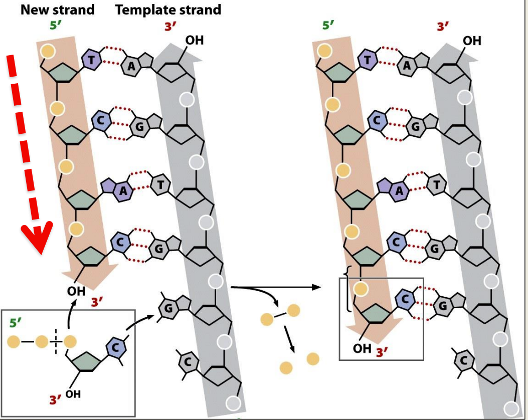 Only add dNTPs to an existing free 3'-OH
- Primer is needed to start DNA synthesis 
- dNTPs build DNA strand 