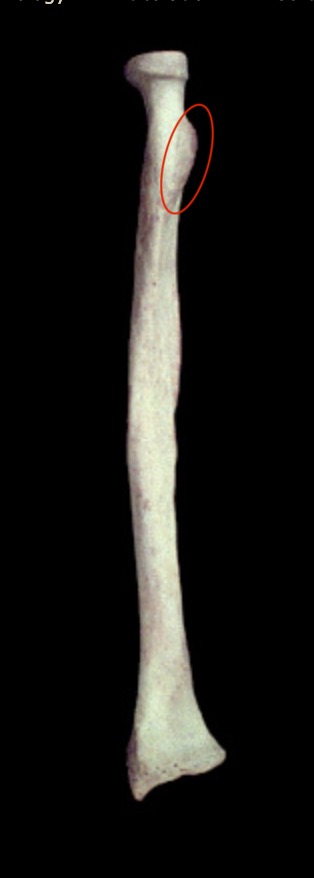 <p>What structure is this?</p>