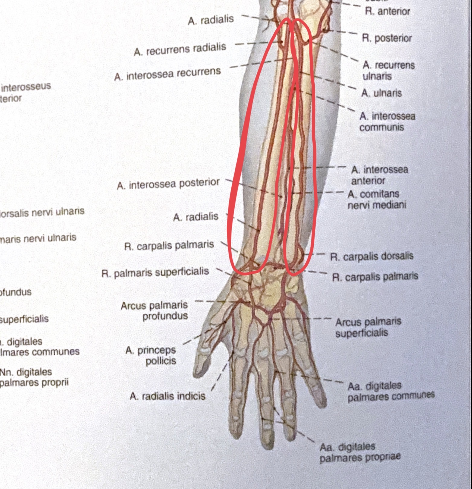 <p>a.radialis / a. ulnaris</p>
