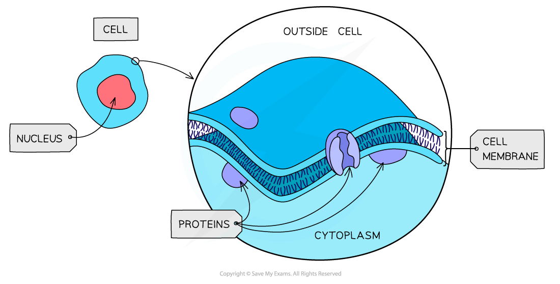 <p>plasma cell membrane</p>
