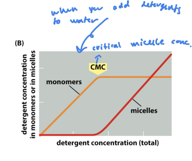 <p>the concentration of detergent you must add to start forming micelles form lipids</p><ul><li><p>critical micelle concentration</p></li></ul><p></p>