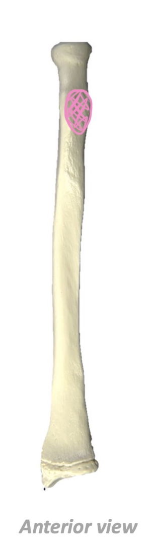term image
