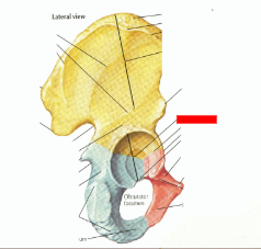 where the three pelvic bones meet