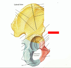 <p>where the three pelvic bones meet</p>