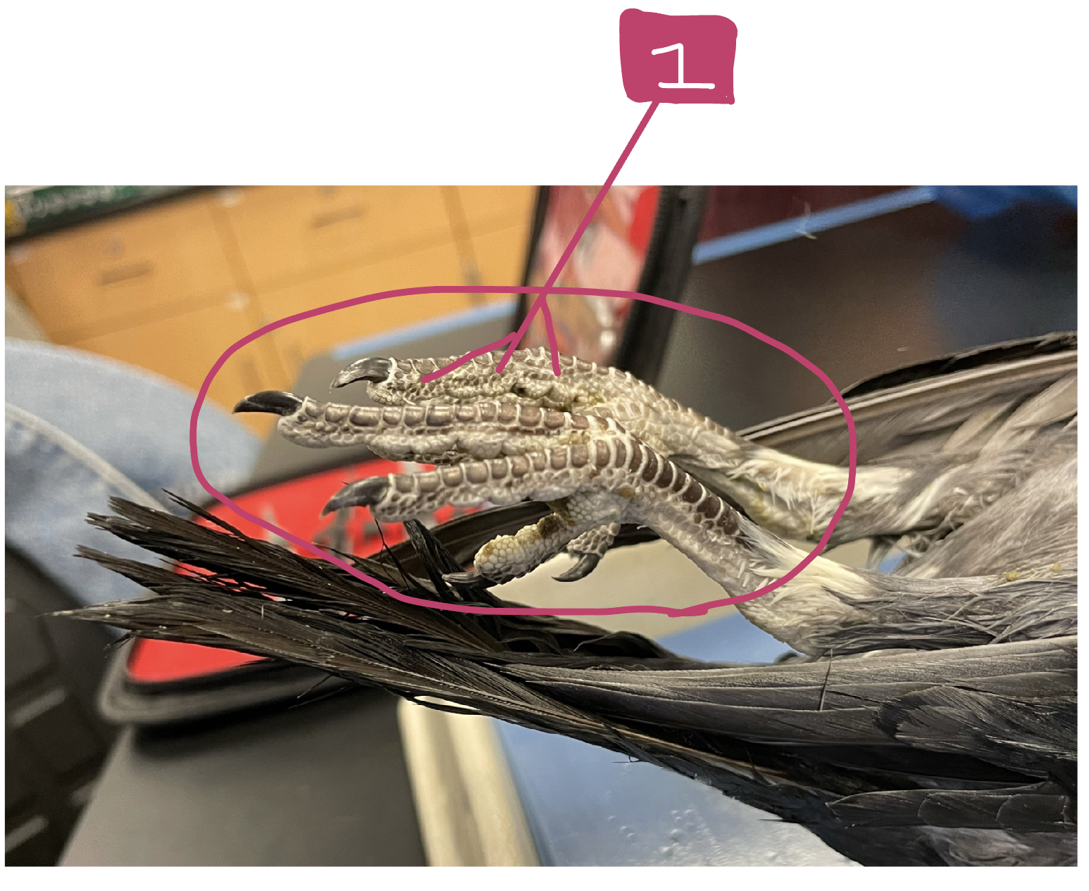 What feature of the external anatomy is #1?