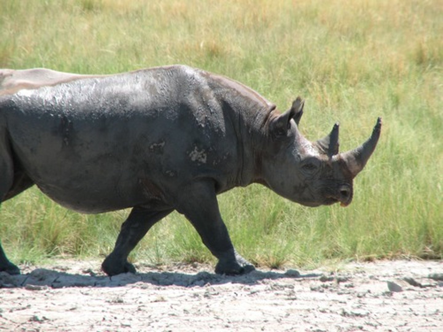 <p>cực kỳ nguy cấp</p>