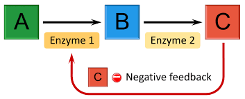 <p>product shuts off pathway, stops rxn from continuing to occur</p>
