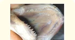 <p>small, needle-like; stabbing, holding (for smaller prey)</p>