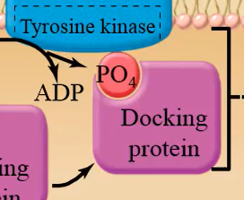 <p>Docking sites for proteins in the cytoplasm of the cell</p>