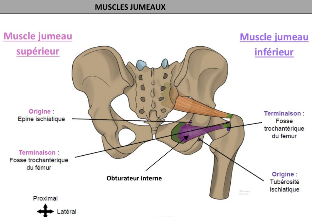 <p>SUPÉRIEUR </p><ul><li><p>épineux ischiatique → tendon commun avec muscle obturateur interne ds fosse trochanterique du fémur </p></li></ul><p></p><p>INFÉRIEUR </p><ul><li><p>tuberosité ischiatique → tendon commun avec muscle obturateur interne ds fosse trochanterique du fémur </p></li></ul><p></p>