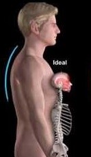 normal curve of the thoracic spine back/ posterior