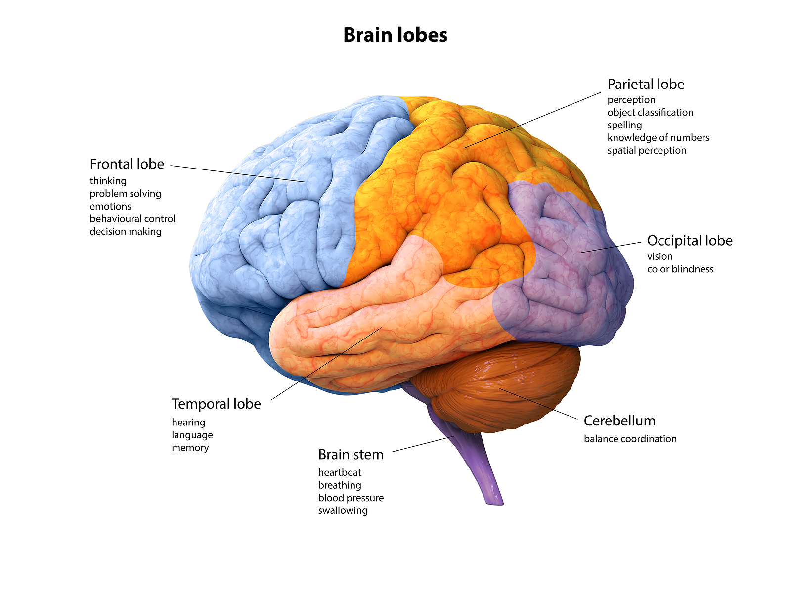 <p>What<span>&nbsp;</span>five lobes of cerebrum and what is each major functions?</p>