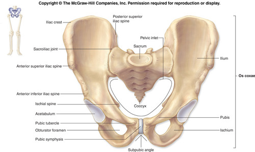 ilium, ischium, pubis