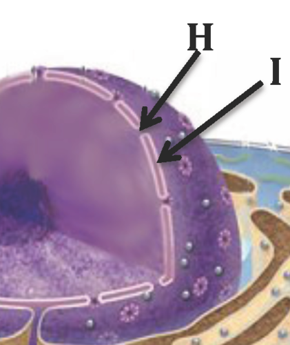 <p>hole in the nuclear membrane, how stuff gets out of the nucleus (like a transport protein)</p>