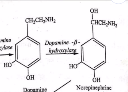 <ul><li><p></p></li><li><p><strong>Key Clues:</strong> <strong>Involvement of NAD</strong><span><strong>+</strong></span><strong>/NADH, FAD/FADH</strong><span><strong>2</strong></span><strong>​, O</strong><span><strong>2</strong></span><strong>​, or H</strong><span><strong>2</strong></span><strong>​O</strong><span><strong>2</strong></span><strong>​ </strong>(pagdag ng Hydrogen = reduction; or Oxygen = Oxidation; Which is electron transfer)</p></li></ul><p></p><ul><li><p>Names like <strong>Dehydrogenase, oxidase, reductase, peroxidase.</strong></p></li></ul><p></p><ul><li><p><strong>Tip:</strong> If an <strong>OH group</strong> or <strong>O atom</strong> is <strong>added/removed</strong>, it's almost always an oxidoreductase.</p></li></ul><p></p>