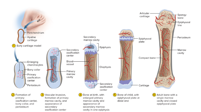 <p>endochondral ossification</p>