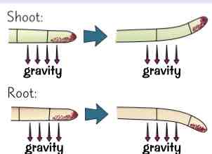 <ul><li><p>when shoot is growing sideways, gravity produces an unequal distribution of auxin in tip, w more auxin on lower side</p></li><li><p>causes lower side to grow faster, bending shoot upwards</p></li><li><p>root growing sideways will also have more auxin on its lower side</p></li><li><p>but in a root the extra auxin inhibits growth = means the cells on top elongate faster &amp; root bends downwards</p></li></ul>