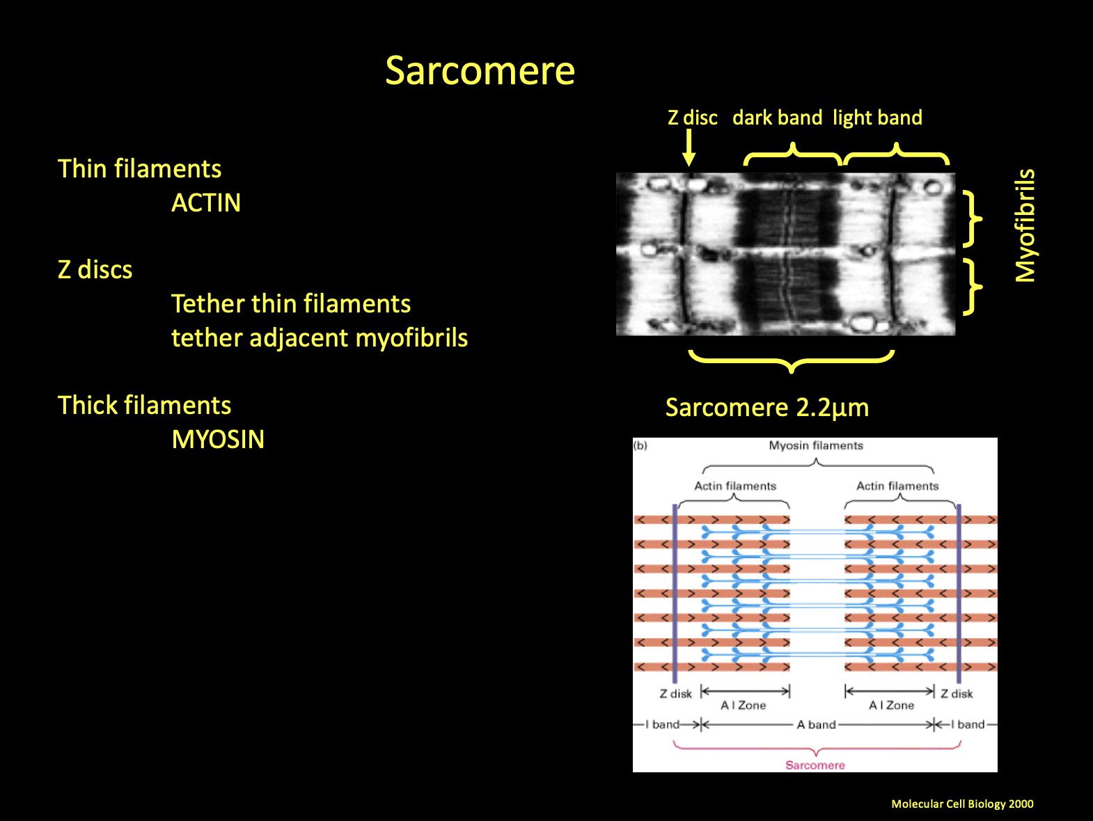 <p><span style="background-color: transparent;"><strong><span>Filaments:</span></strong><span> It is composed of two main types of protein filaments:</span></span></p><ul><li><p><span style="background-color: transparent;"><strong><span>Thick Filaments (Myosin):</span></strong><span> Located in the center of the sarcomere (the A-band).</span></span></p></li><li><p><span style="background-color: transparent;"><strong><span>Thin Filaments (Actin):</span></strong><span> Attached to the </span><strong><span>Z-discs</span></strong><span> at the ends of the sarcomere.</span></span></p></li></ul><p></p>