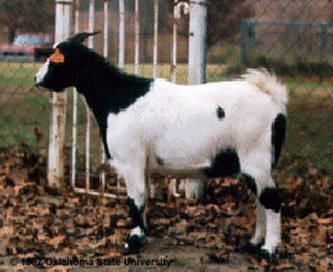 <ul><li><p>when they are frightened or excited they "lock up" and often fall over (faint) and lie very stiff for a few seconds </p></li><li><p>heavy rumped, deep chested animals.</p></li><li><p>most are black and white but multi colors are not uncommon</p></li></ul><p></p>