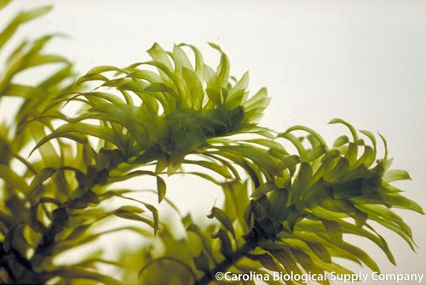 <p>Elodea</p>