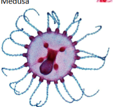 <p>What kind of organism is this?</p>