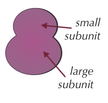 <ul><li><p>Very small organelle</p></li><li><p>Found free in cytoplasm or attached to rough ER</p></li><li><p>Made of proteins and RNA</p></li><li><p>Not surrounded by a membrane</p><ul><li><p>Function:</p><ul><li><p>Site of protein synthesis</p></li></ul></li></ul></li></ul><p></p>