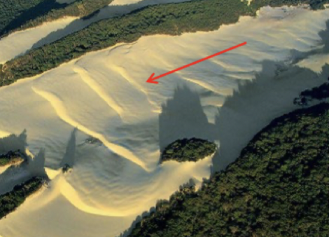 Inside of a parabolic blowout

4 blow outs that have been migrated and have joined, have no choice but to migrate through the dense forest

 Supply limitation= duenes aligned down the wind

Lots of supply, dunes turn around, so once in an open area they are at right angles to the direction of the wind

 Each sand wave is a transfer dune

      
