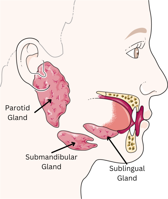 <p>Submandibular - Both serous and mucus saliva </p><p>Parotid - Serous saliva</p><p>Sublingual - Mucous saliva </p>