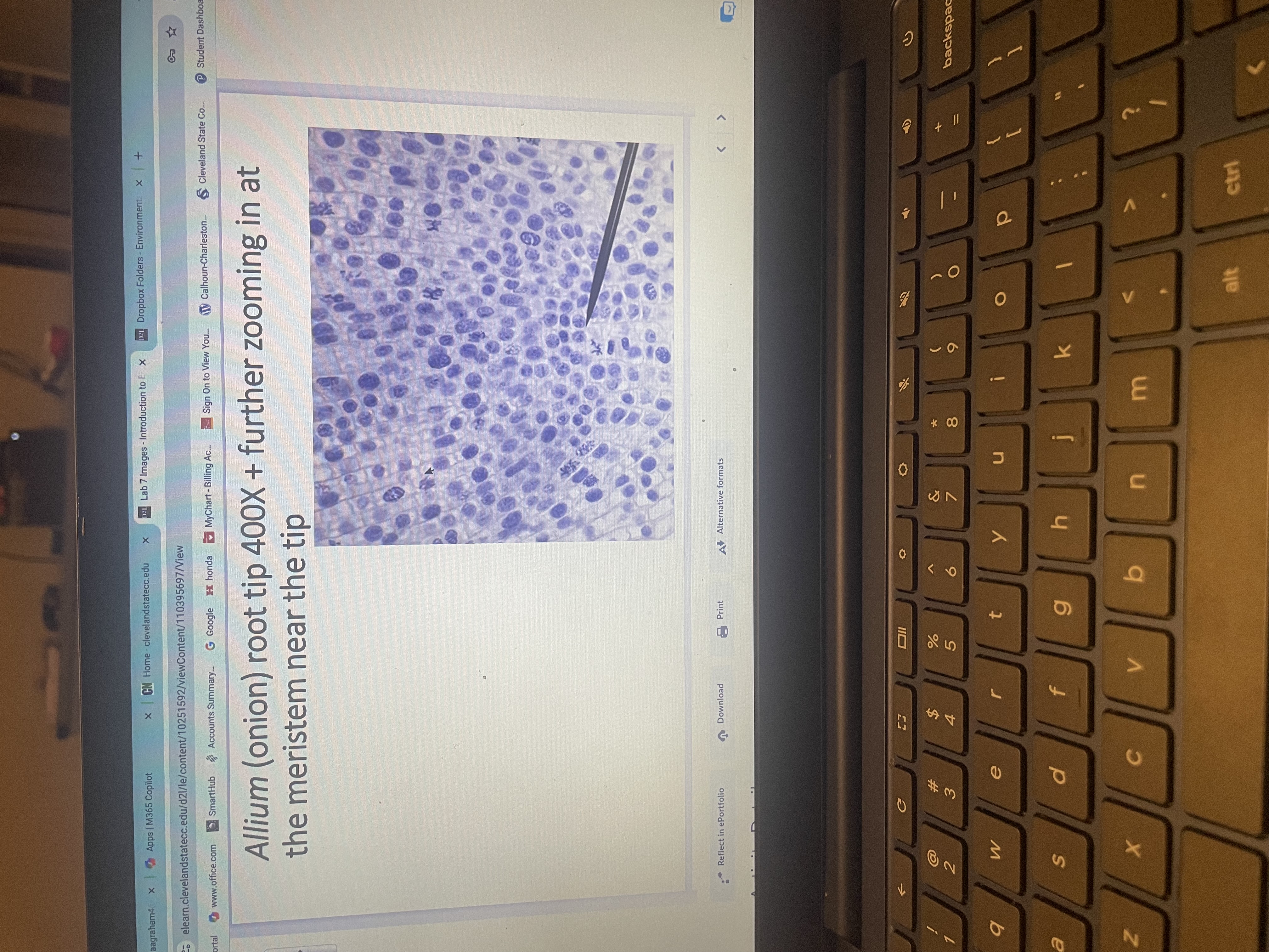 <p>Allium (onion) </p>