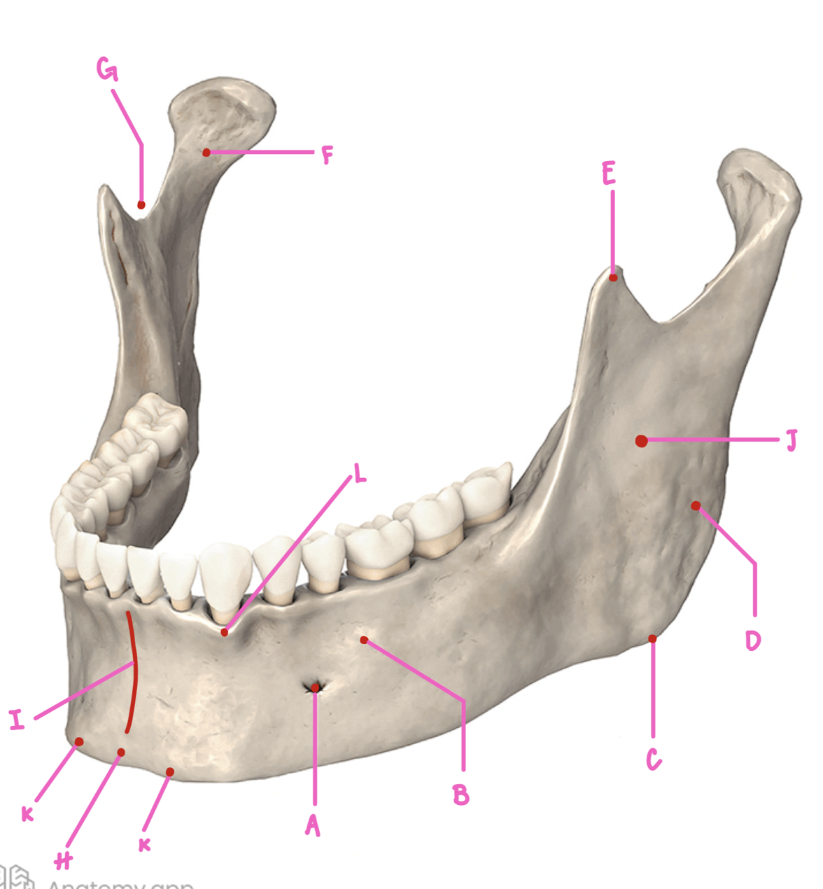 <p>Name the part of the mandible labeled A</p>