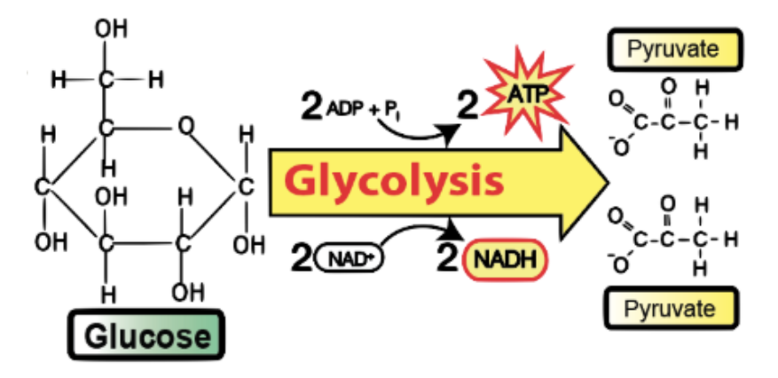 <p>sugar-breaking/splitting, occurring in the <strong>cytoplasm</strong></p>