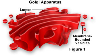 A structure in a cell that receives proteins and other newly formed materials from the endoplasmic reticulum, packages them, and distributes them to other parts of the cell.