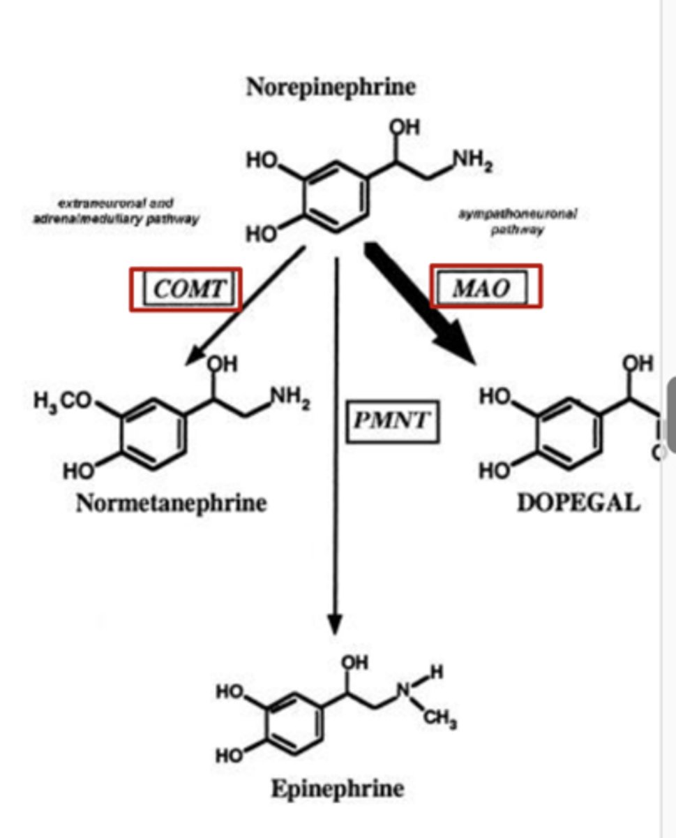 <p>MAO and COMT also metabolize other monoamines, so both drugs prescribed for treatment of dopamine deficiency seen with Parkinson's Disease</p>