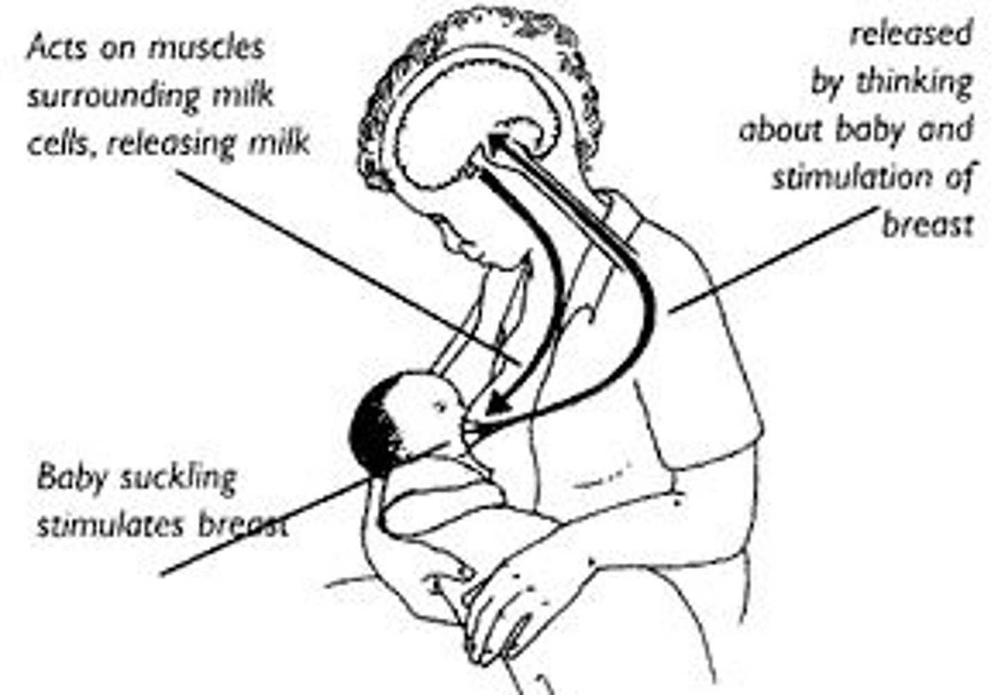 <p>In females, it stimulates uterine contractions of childbirth and mild ejection from the mammary glands. In males, it may facilitate sexual behavior and transport of sperm.</p>