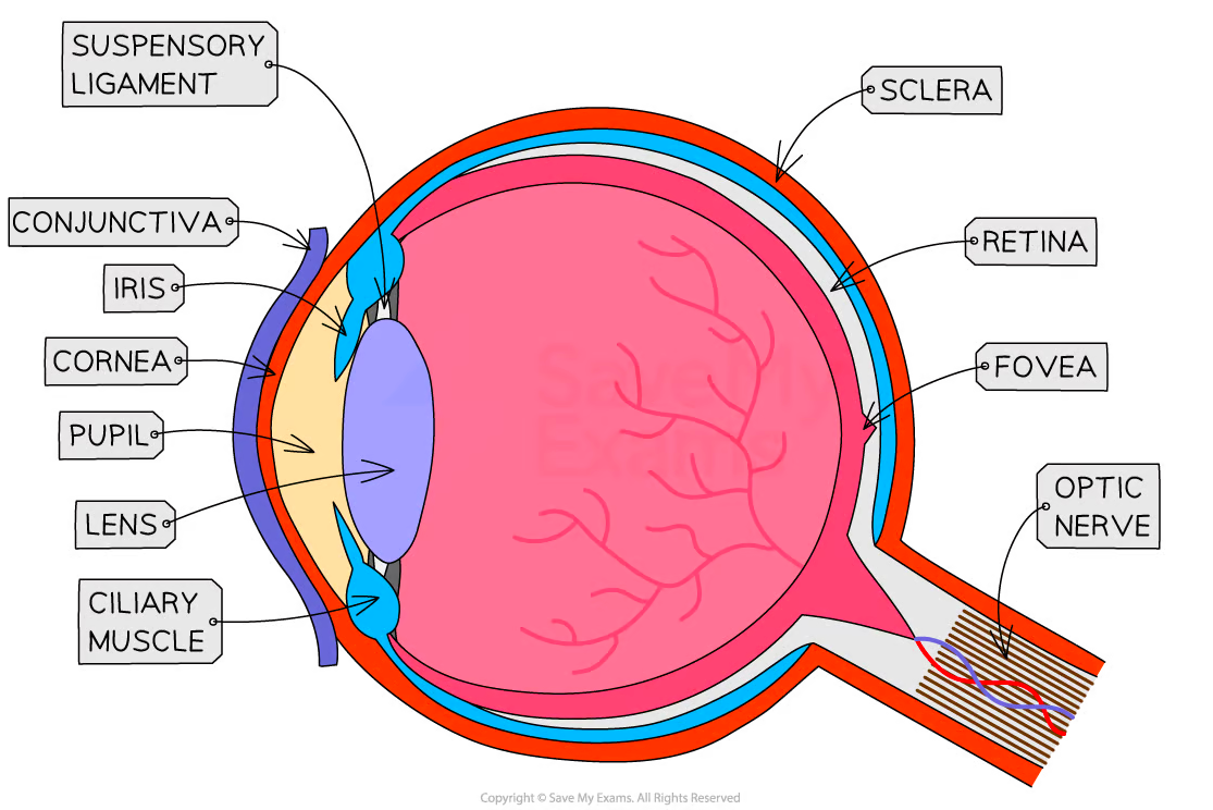 <p>Structure of eye </p>