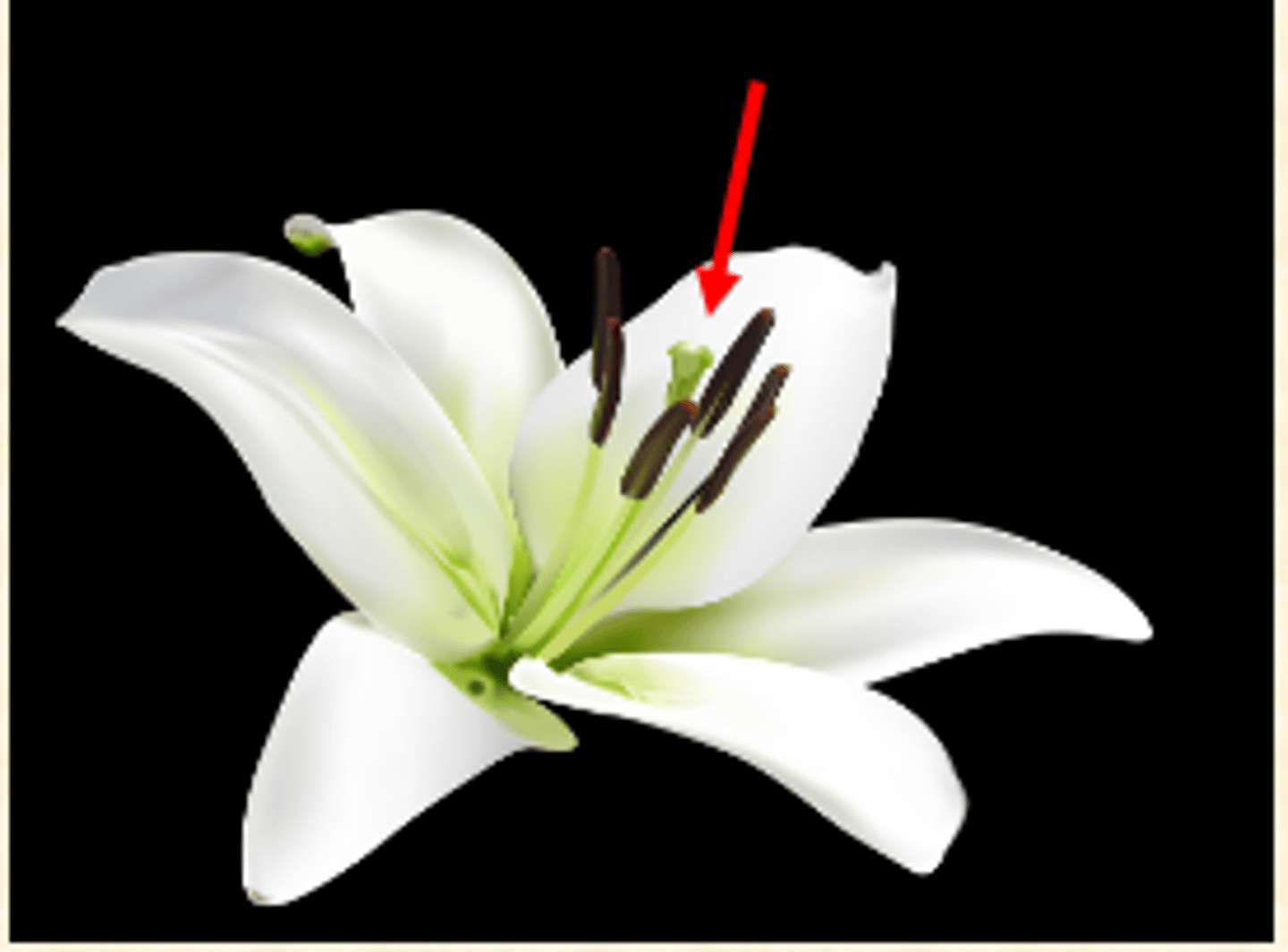 <p>What plant part is this picture pointing to?</p>