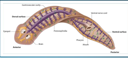 <ul><li><p>found in flatworms</p></li><li><p>proximal branches of the tubule network and with a<strong> flame cell </strong>containing cilia that move fluid through the tubule</p></li><li><p>when hemolymph passes through ____, some molecules and ions are reabsorbed, and nitrogenous wastes are secreted into the tubules</p></li><li><p>urine is released through pores at the distal ends of the tubules where they reach the body surface</p></li></ul><p></p>