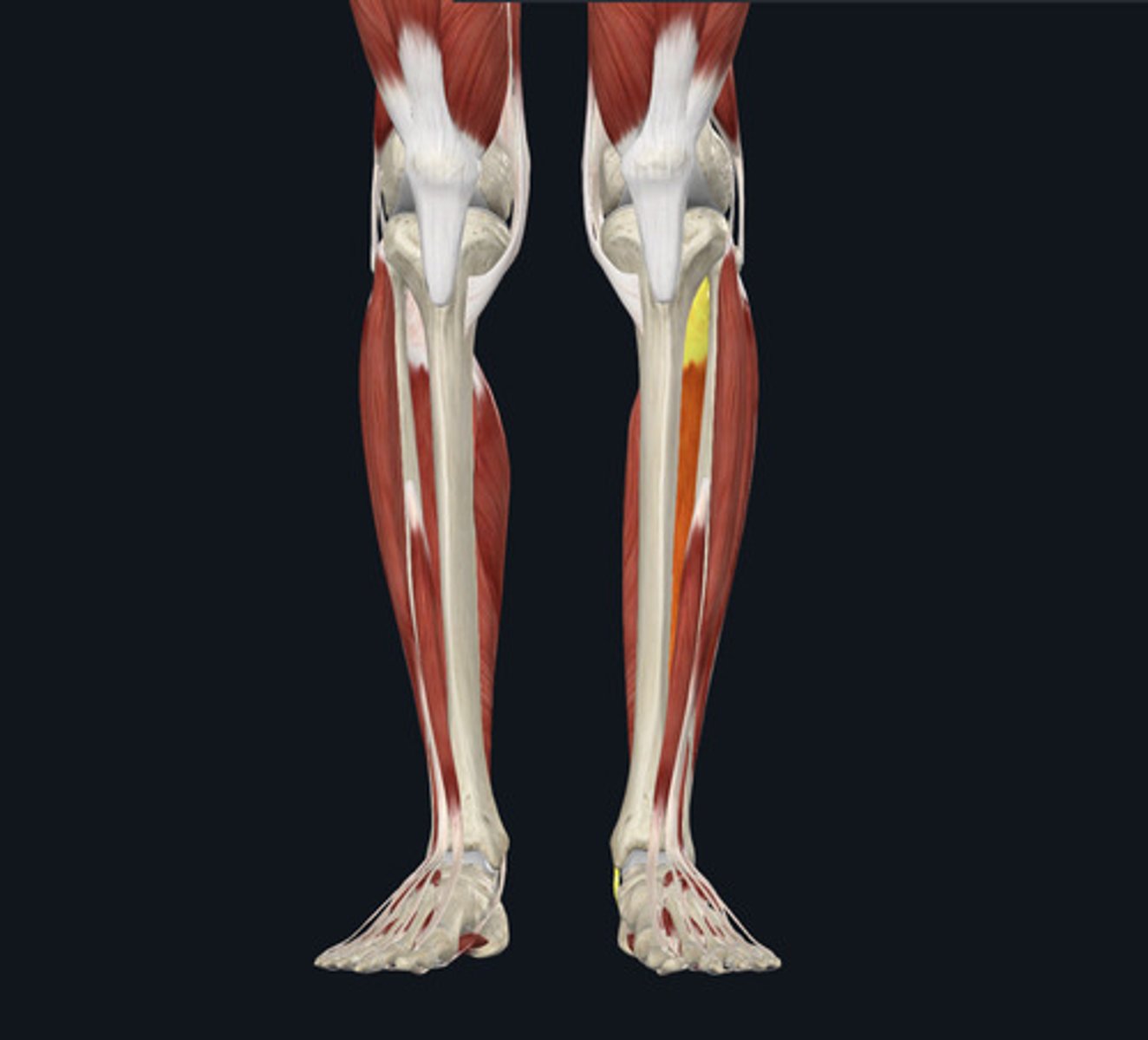 <ul><li><p><u>Origin:</u>&nbsp;<strong>Tibia</strong>, posterior</p></li><li><p><u>Insertion:</u>&nbsp;Cuneiforms</p></li><li><p><u>Action:</u>&nbsp;Plantar flexion</p></li></ul><p></p>