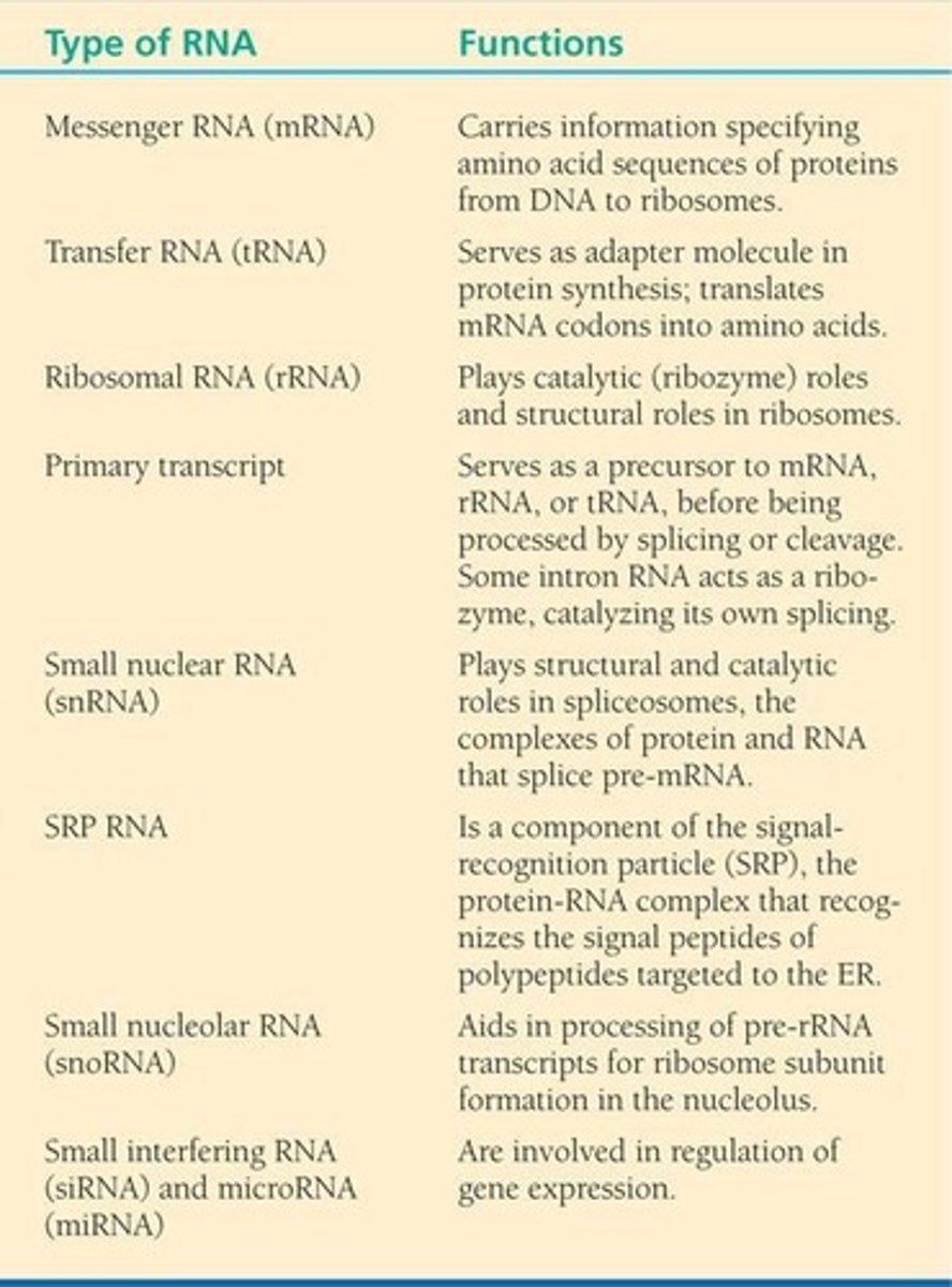 <p>Transfers amino acids to ribosomes during translation.</p>