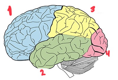 <p>What part of the brain is this? (3)</p>