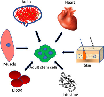 responsible for the repair and maintenance of the adult body