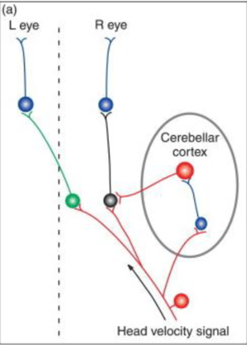 <p>- Complimentary</p><p>- Increased activity in one ear inhibits activity in the other</p><p>- Allows for better balance and stable vision</p>