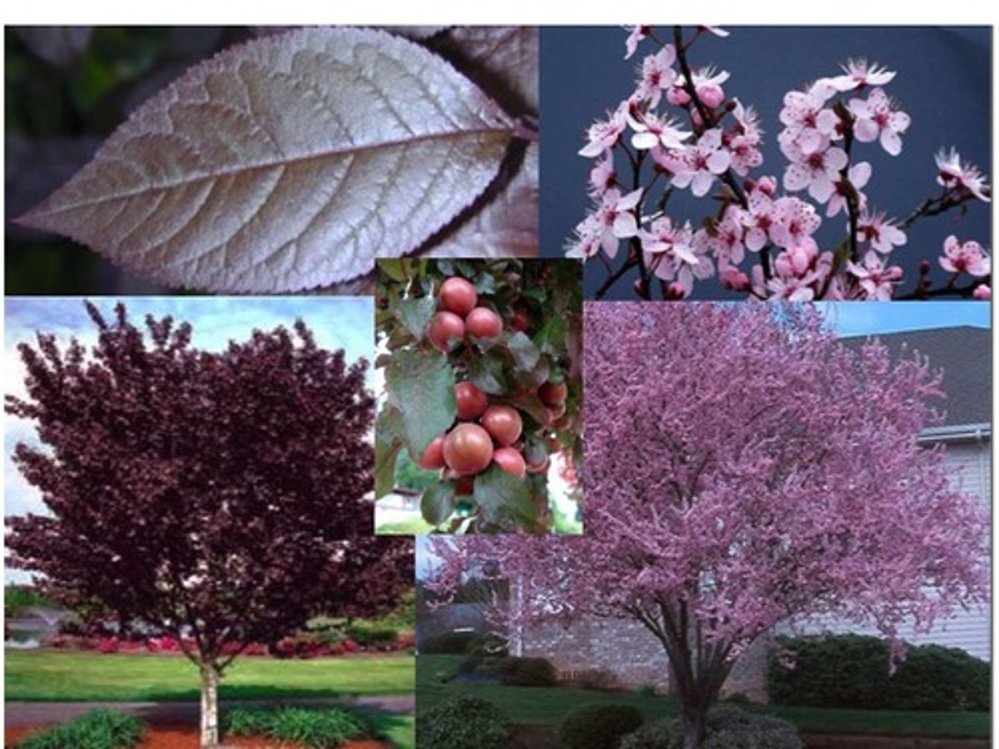 <p>1’. Angiosperms</p><p>----------------</p><p>10’. Leaves simple</p><p>----------------</p><p>23’. Leaves alternate </p><p>----------------</p><p>29’. Leaves not lobed</p><p>----------------</p><p>36’. Leaf base symmetrical</p><p>----------------</p><p>41’. Leaves not large, generally less than 9 inches long</p><p>----------------</p><p>43’. Leaf margins serrate or bearing thin bristles</p><p>----------------</p><p>49. Leaf ranking distichous (2-ranked)</p><p>----------------</p><p>50’. Catkins absent; leaf base not truncate, leaves</p><p>purple in color</p>