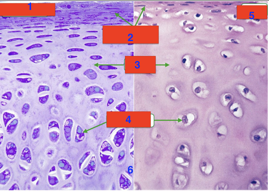 <p>what is 5? (what dye is used)</p>