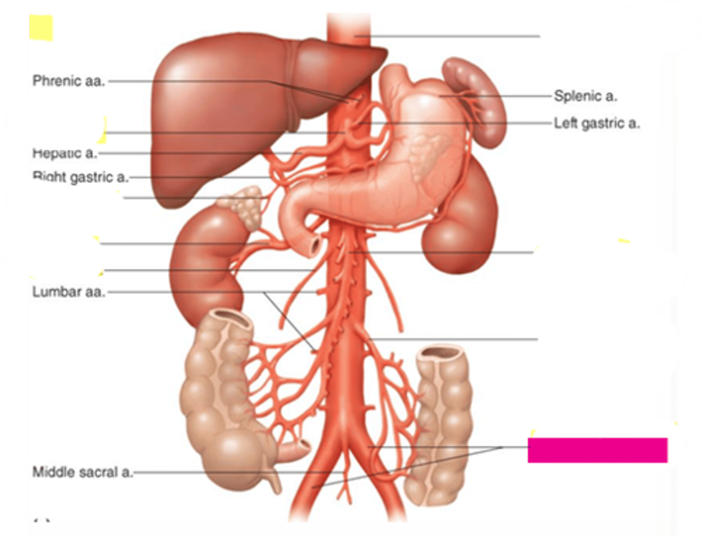 knowt flashcard image