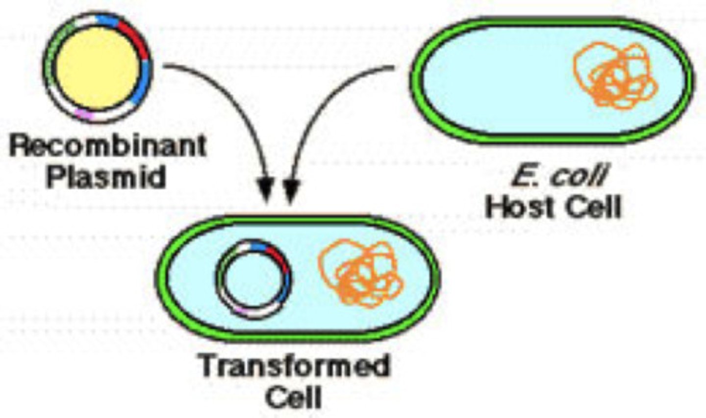 <p>The process by which bacteria take up foreign DNA from their environment. Scientists use this process to introduce recombinant plasmids into bacteria.</p>