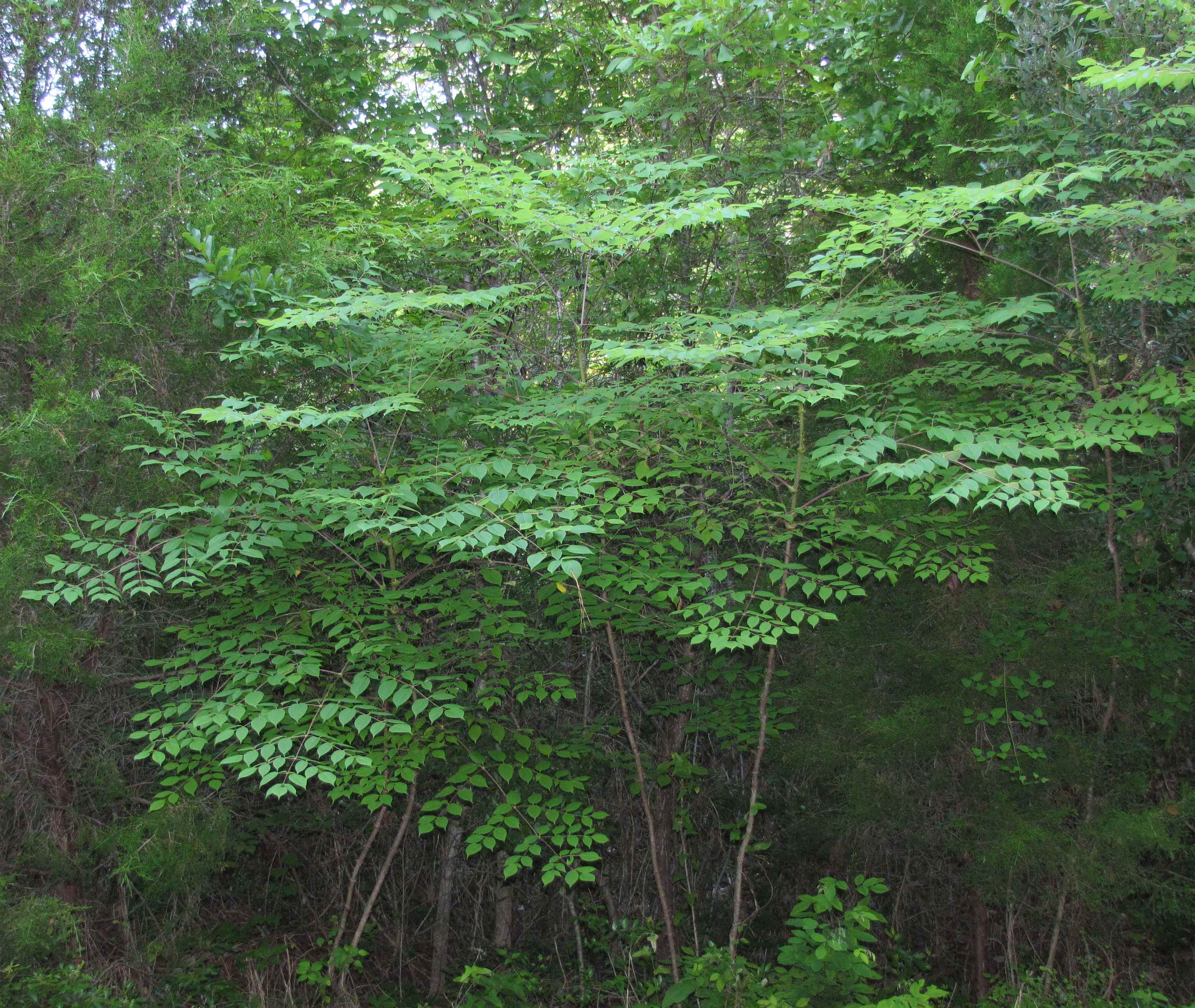 <p>devil’s walking-stick, Aralia spinosa (Araliaceae)</p>