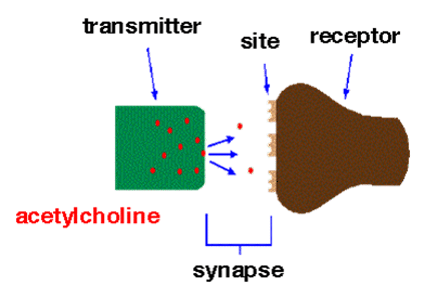 <p>Drugs that treat psychiatric symptoms by restoring neurotransmitter balance</p>